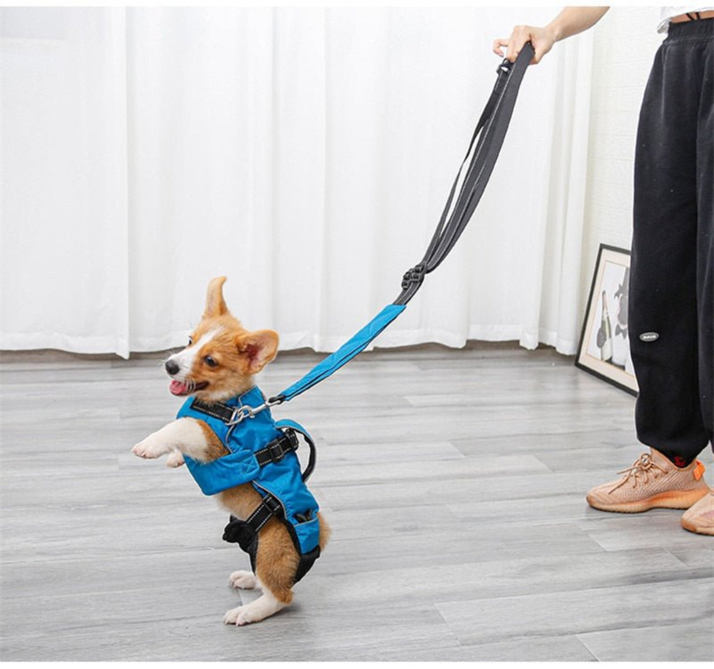 Dog Chest Carrier Harness Backpack with Walking Lead - Best Buddy Store