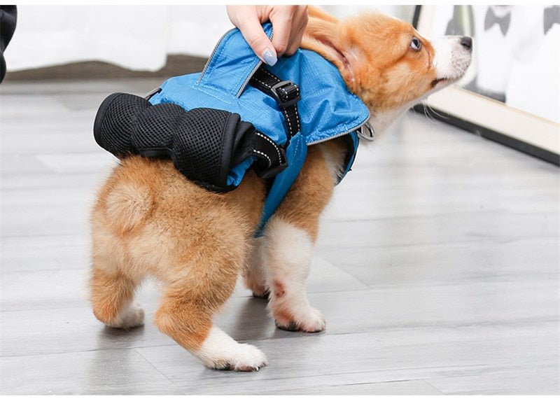 Dog Chest Carrier Harness Backpack with Walking Lead - Best Buddy Store