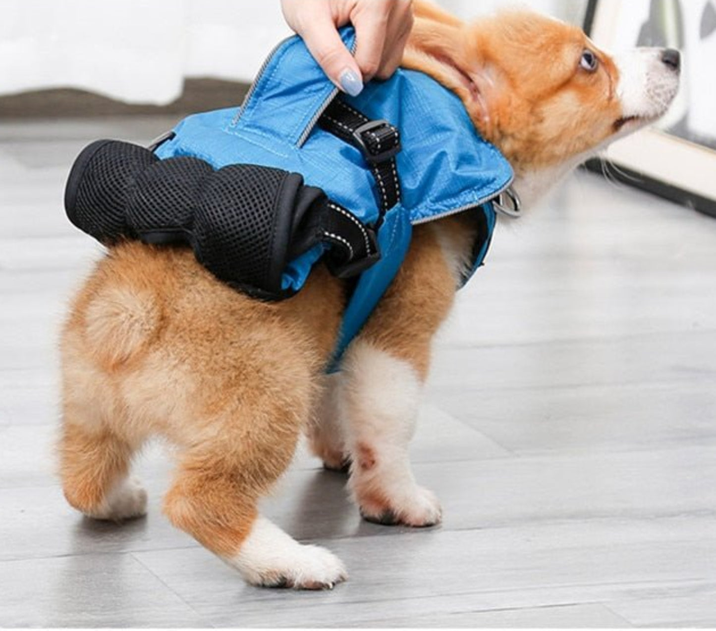 Dog Chest Carrier Harness Backpack with Walking Lead - Best Buddy Store