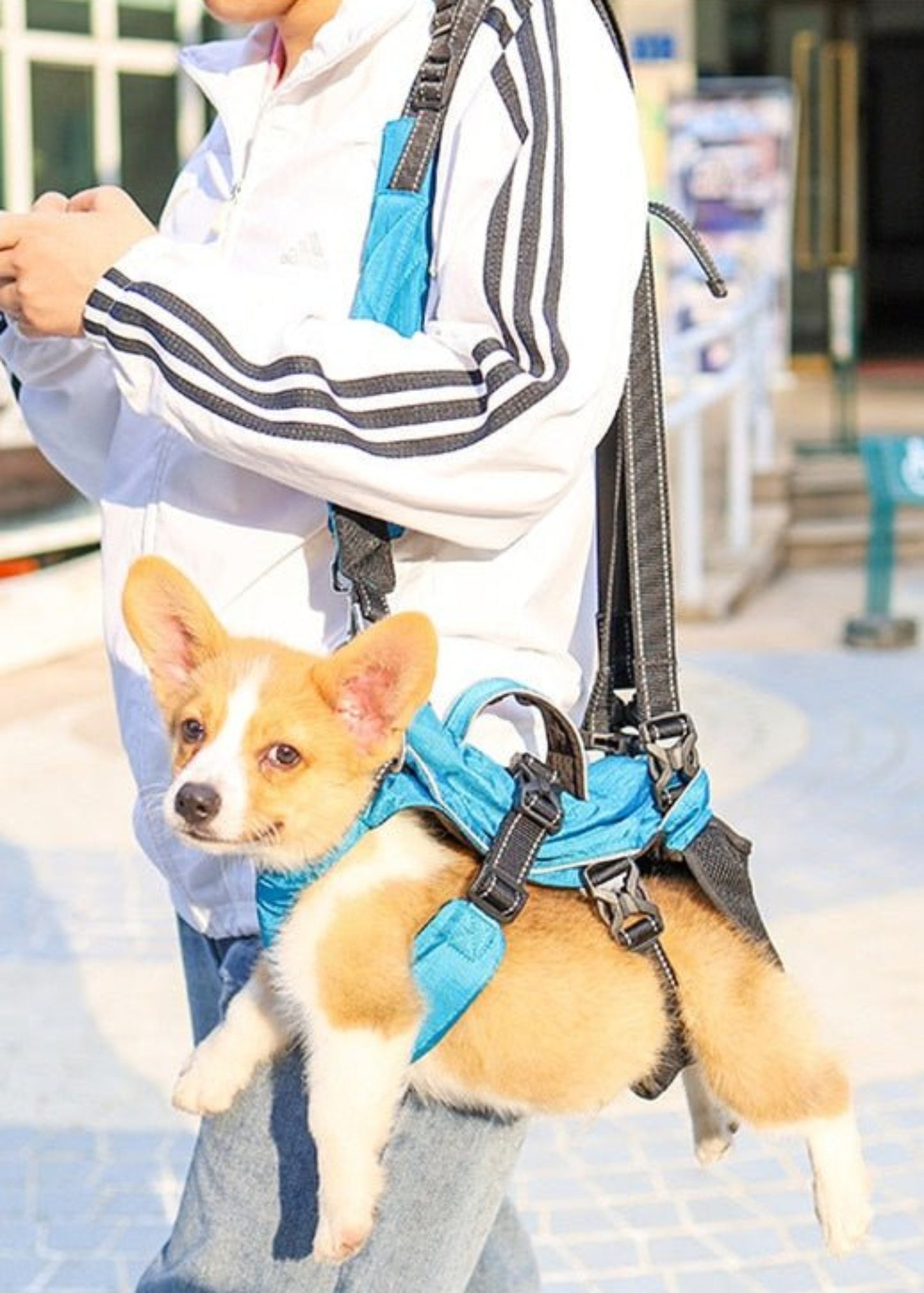 Dog Chest Carrier Harness Backpack with Walking Lead - Best Buddy Store