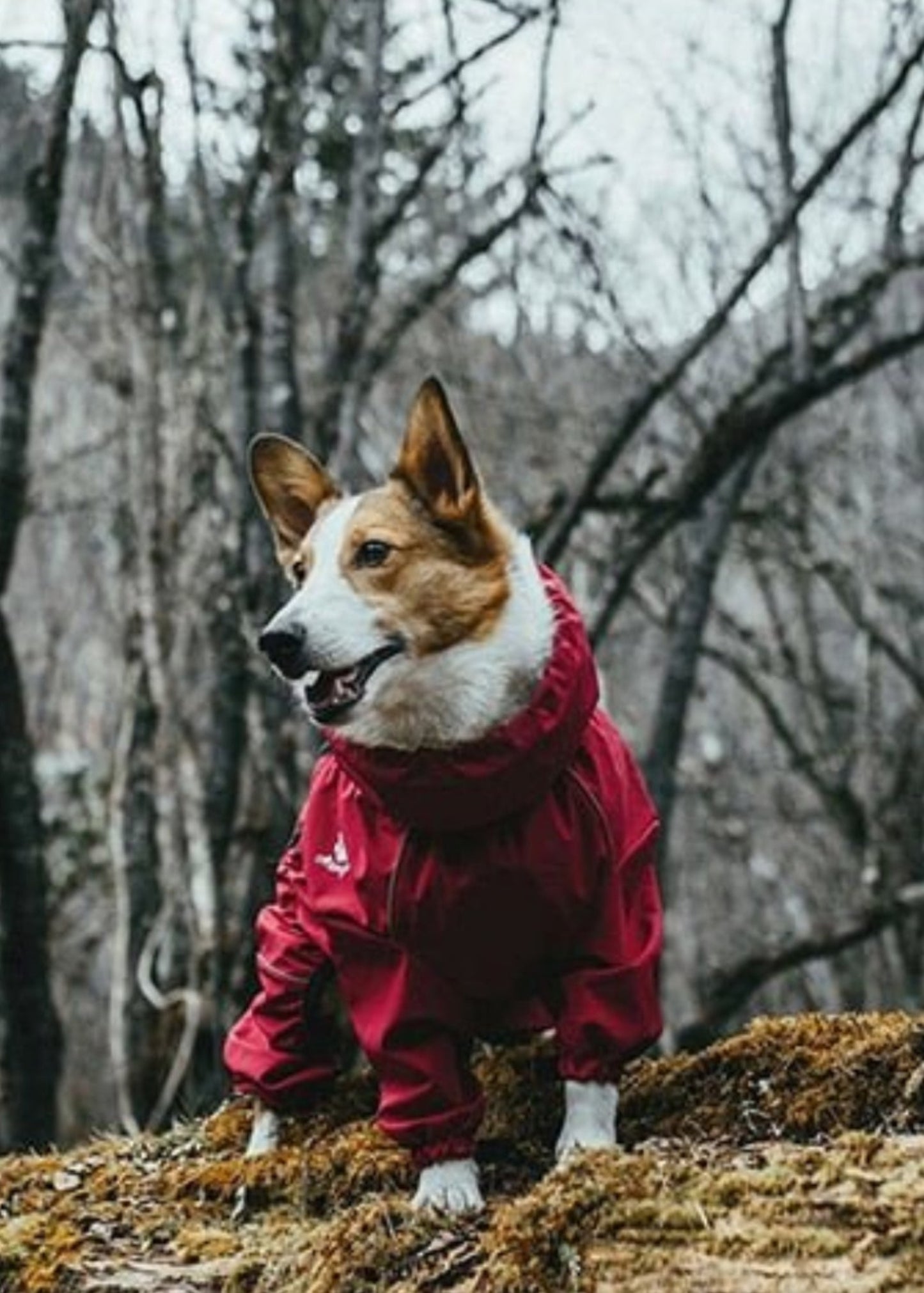 Dog Outdoor Waterproof Reflective Raincoat Medium Large Dogs - Best Buddy Store