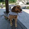 Dog Shark Life Jacket Swimsuit Vest - Best Buddy Store