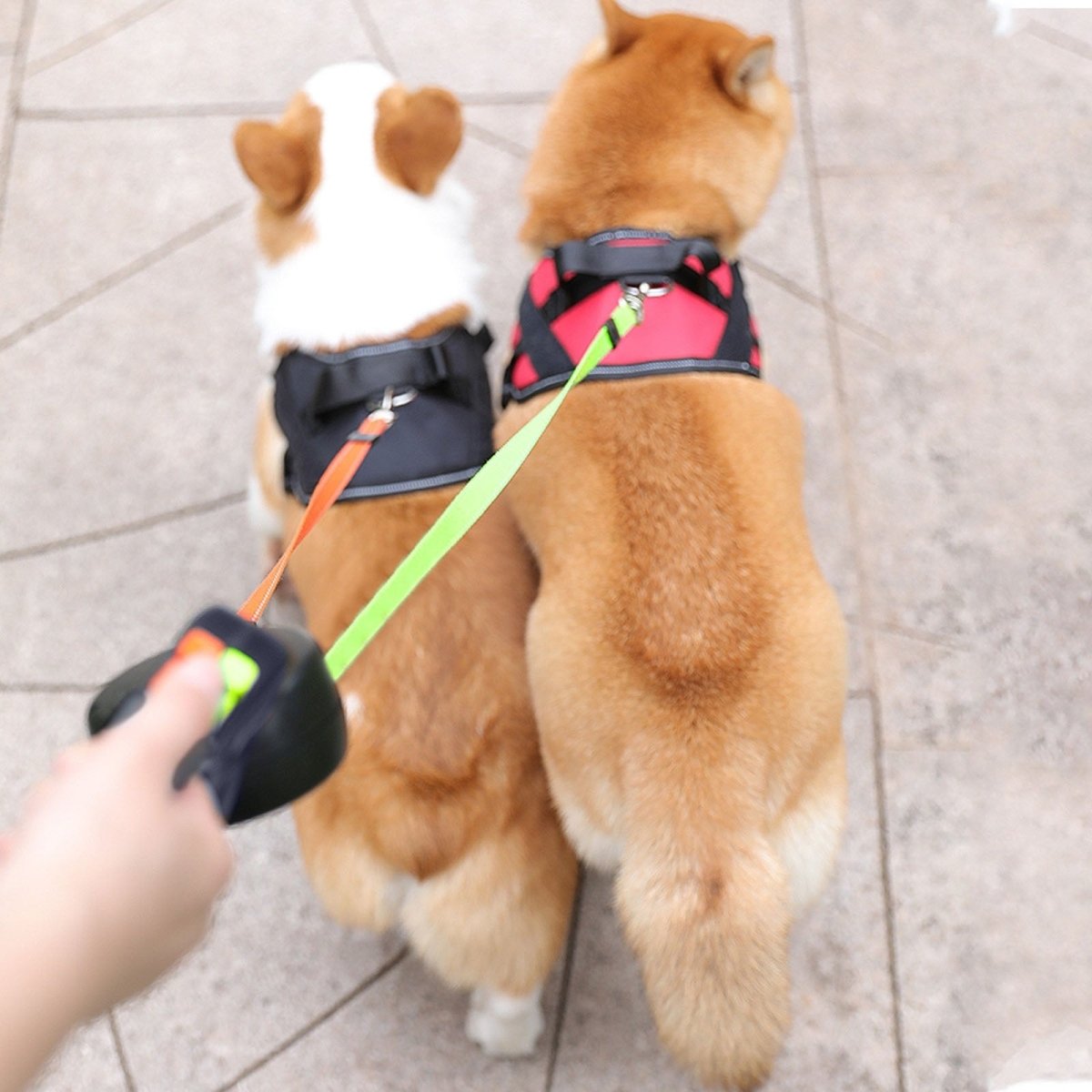 Dual Retractable Double Head Dog Leash No Tangle - Best Buddy Store