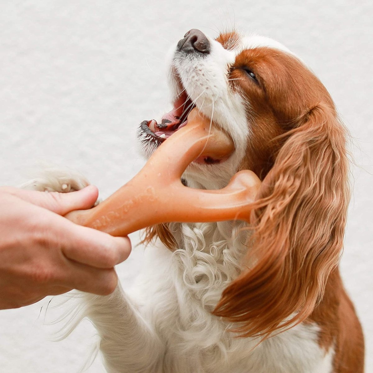 Durable Dog Chew Toy for Aggressive Chewers - Best Buddy Store