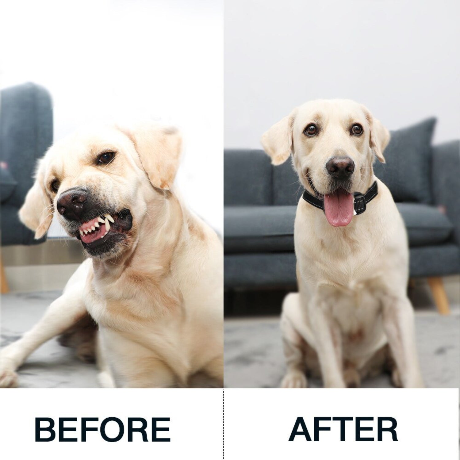 Electric Waterproof Dog Training Collar With Shock Function 800m - Best Buddy Store