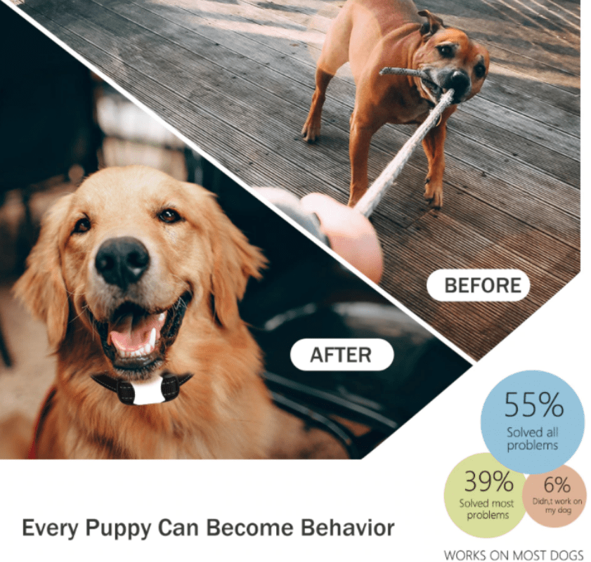 Electric Waterproof Dog Training Collar With Shock Function 800m - Best Buddy Store