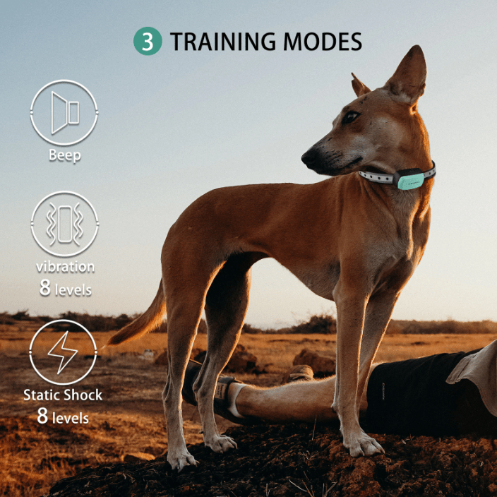Electric Waterproof Dog Training Collar With Shock Function 800m - Best Buddy Store