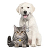 Engraved Pet ID Tag Personalized Custom Name Pendant - Best Buddy Store