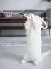 Feather Cat Teaser Interactive Toy - Colorful - Best Buddy Store