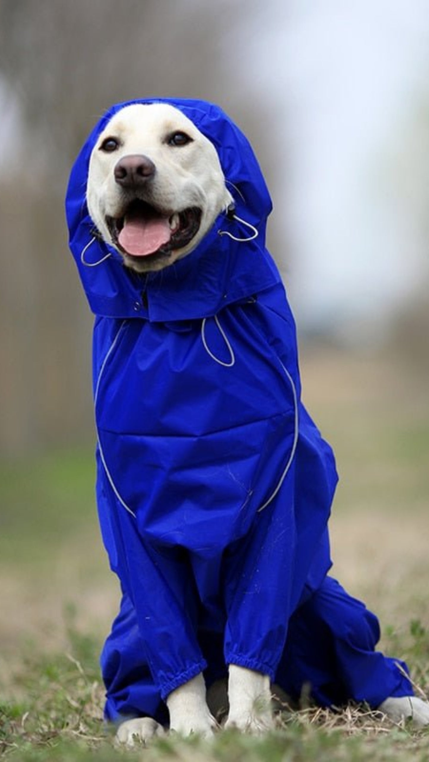 High Neck Hooded Waterproof Zipper Dog Reflective Raincoat - Best Buddy Store