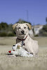 Lambchop Plush Dog Toy with Squeaker - Best Buddy Store