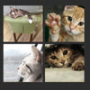 Magic Organ Cat Scratching Board - Best Buddy Store