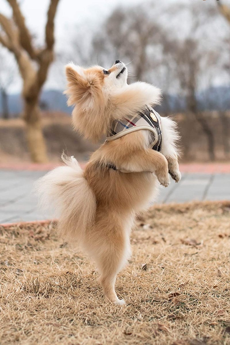 Pet Harness Authentic Junior Harness - Best Buddy Store