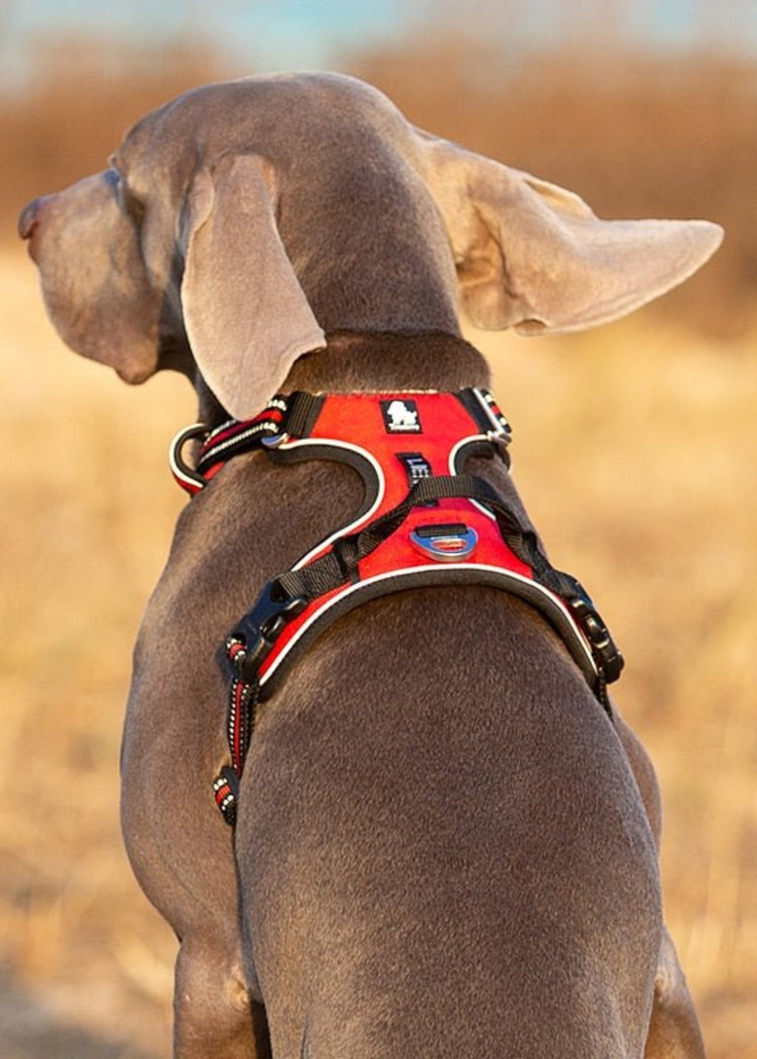 Pet Reflective No Pull Harness Adjustable Dog Vest Safety Lead Walking - Best Buddy Store