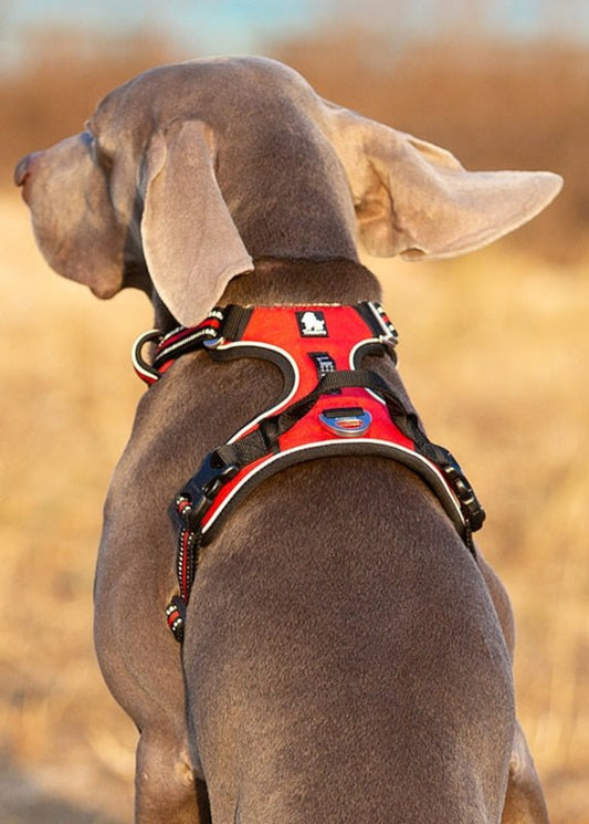 Pet Reflective No Pull Harness Adjustable Dog Vest Safety Lead Walking - Best Buddy Store