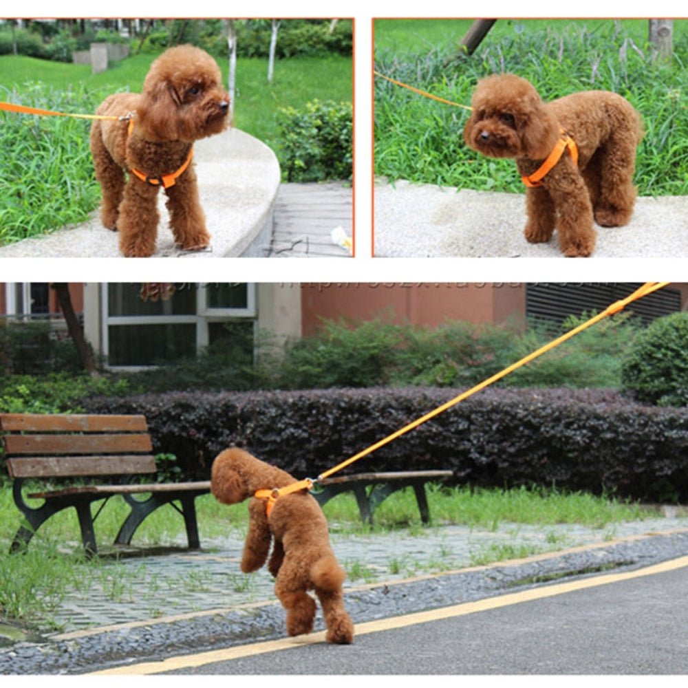 Pet Safety Harness Dog LED Flashing Light Harness - Best Buddy Store