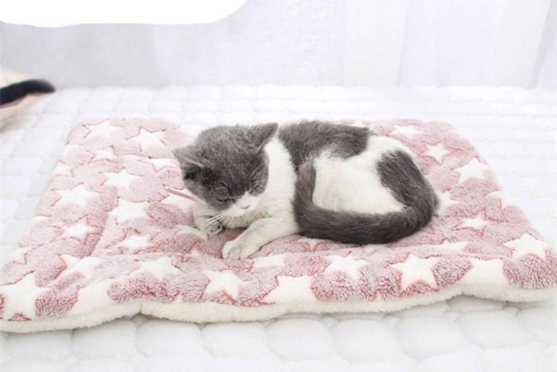 Pet Soft Thickened Fleece Blanket - Best Buddy Store