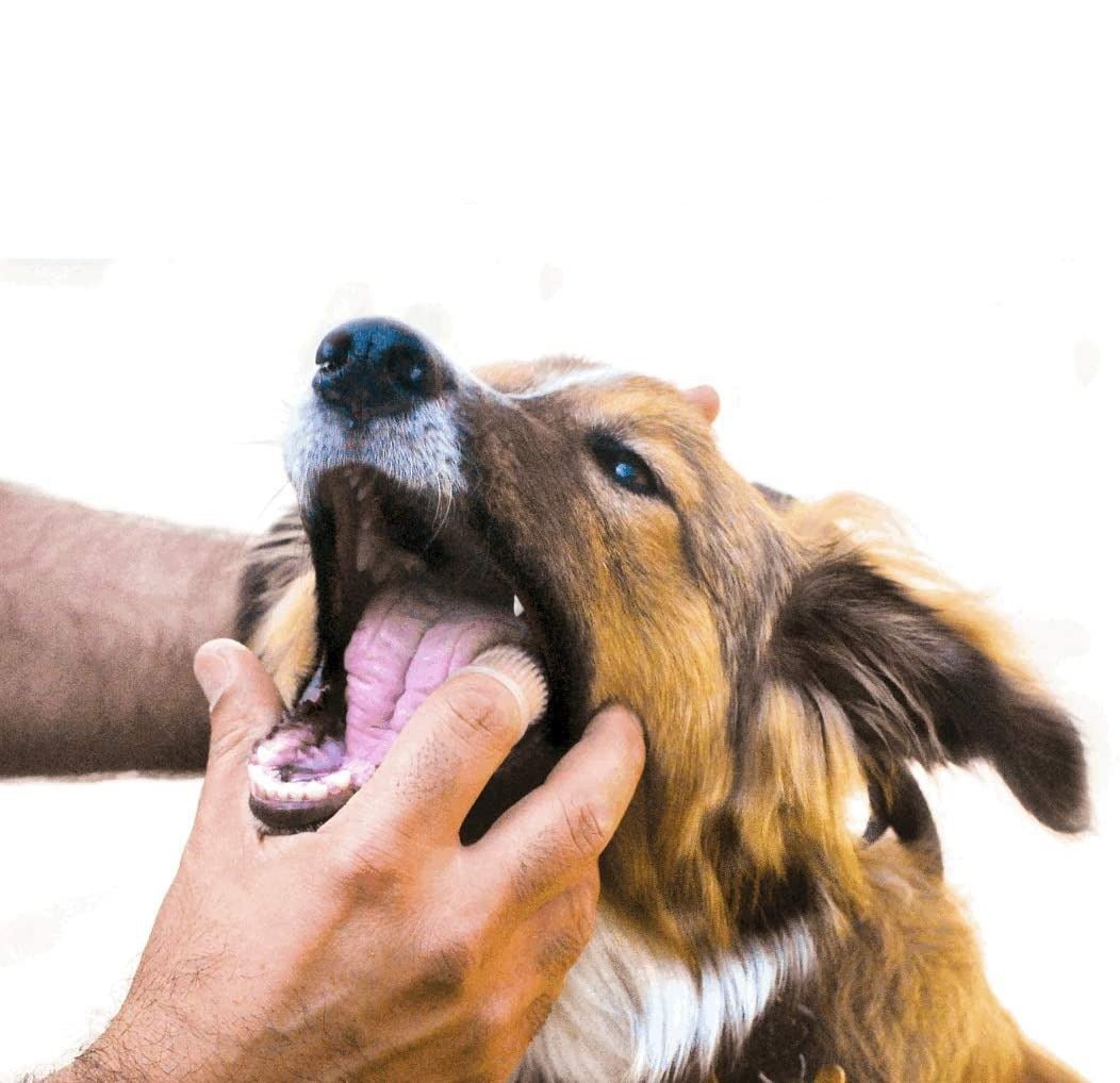 Set of 2. 360º Dog Finger Toothbrush Ergonomic Design - Best Buddy Store