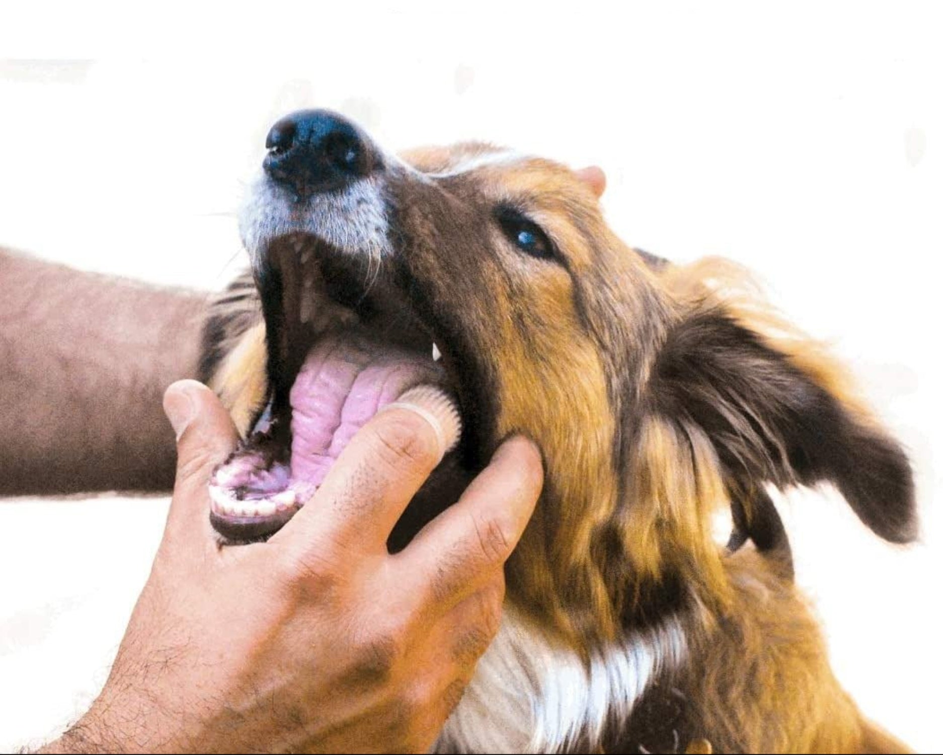 Set of 2. 360º Dog Finger Toothbrush Ergonomic Design - Best Buddy Store
