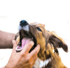 Set of 2. 360º Dog Finger Toothbrush Ergonomic Design - Best Buddy Store