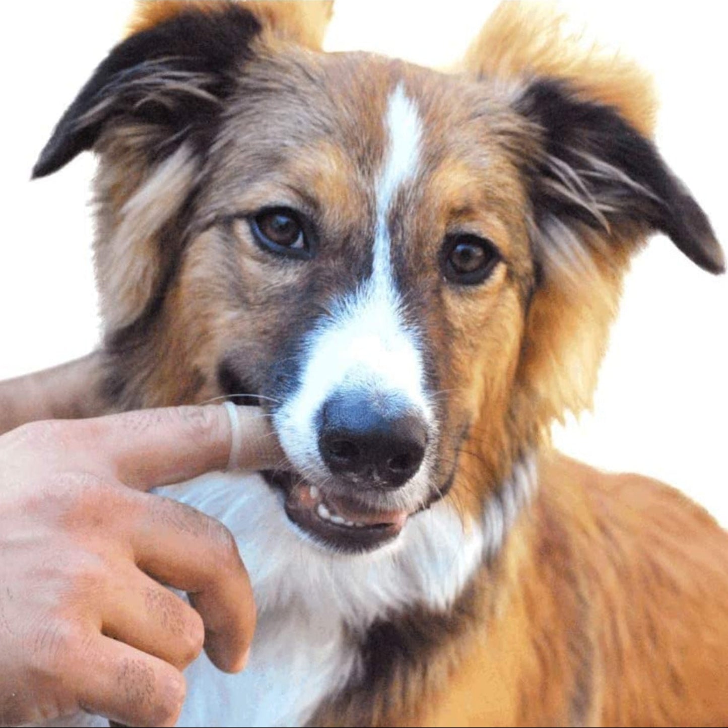 Set of 2. 360º Dog Finger Toothbrush Ergonomic Design - Best Buddy Store