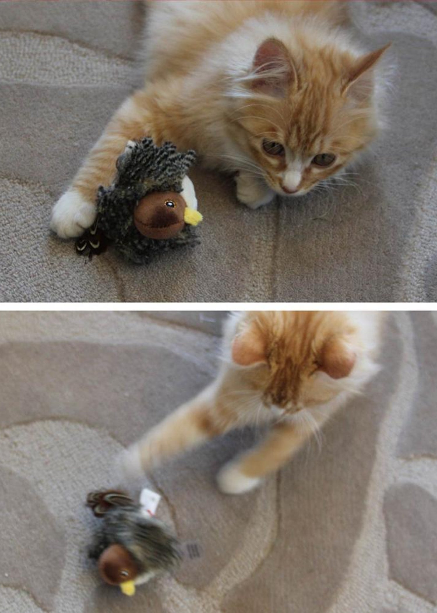 Singing Sparrow Shaped Bird Cat Toy - Best Buddy Store