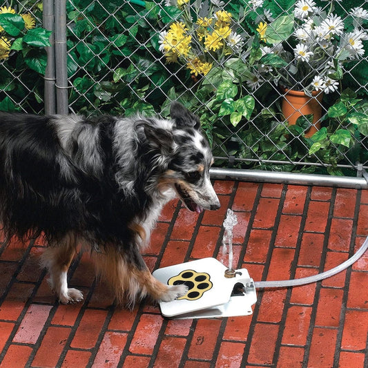 Step - On Outdoor Dog Water Fountain - Best Buddy Store