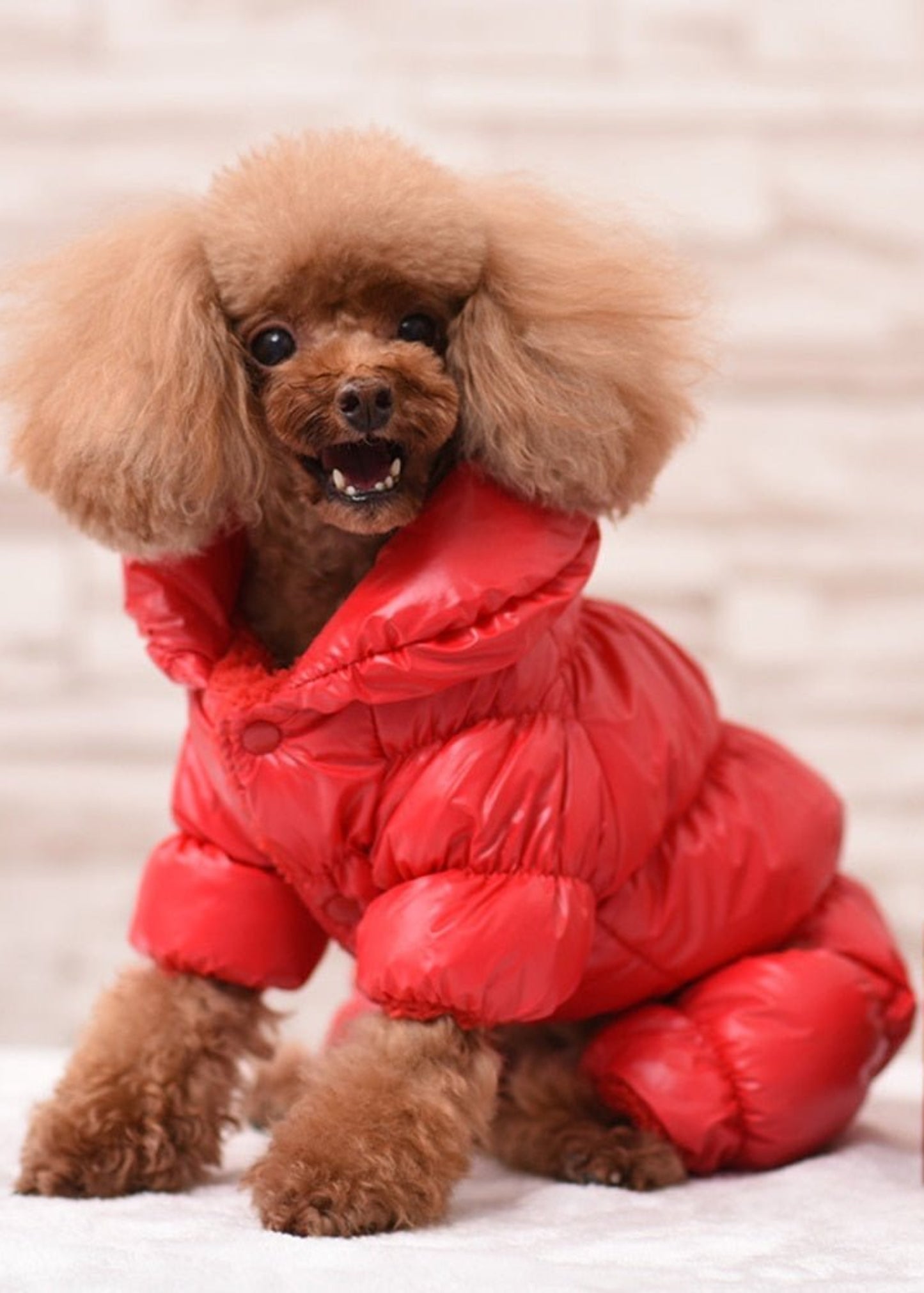 Warm Dog Winter Coat Jacket - Best Buddy Store