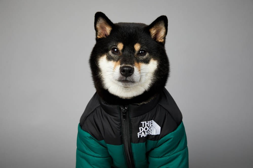 Warm Windproof Winter Dog Coat Jacket - Best Buddy Store