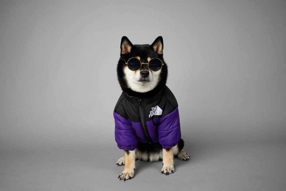 Warm Windproof Winter Dog Coat Jacket - Best Buddy Store