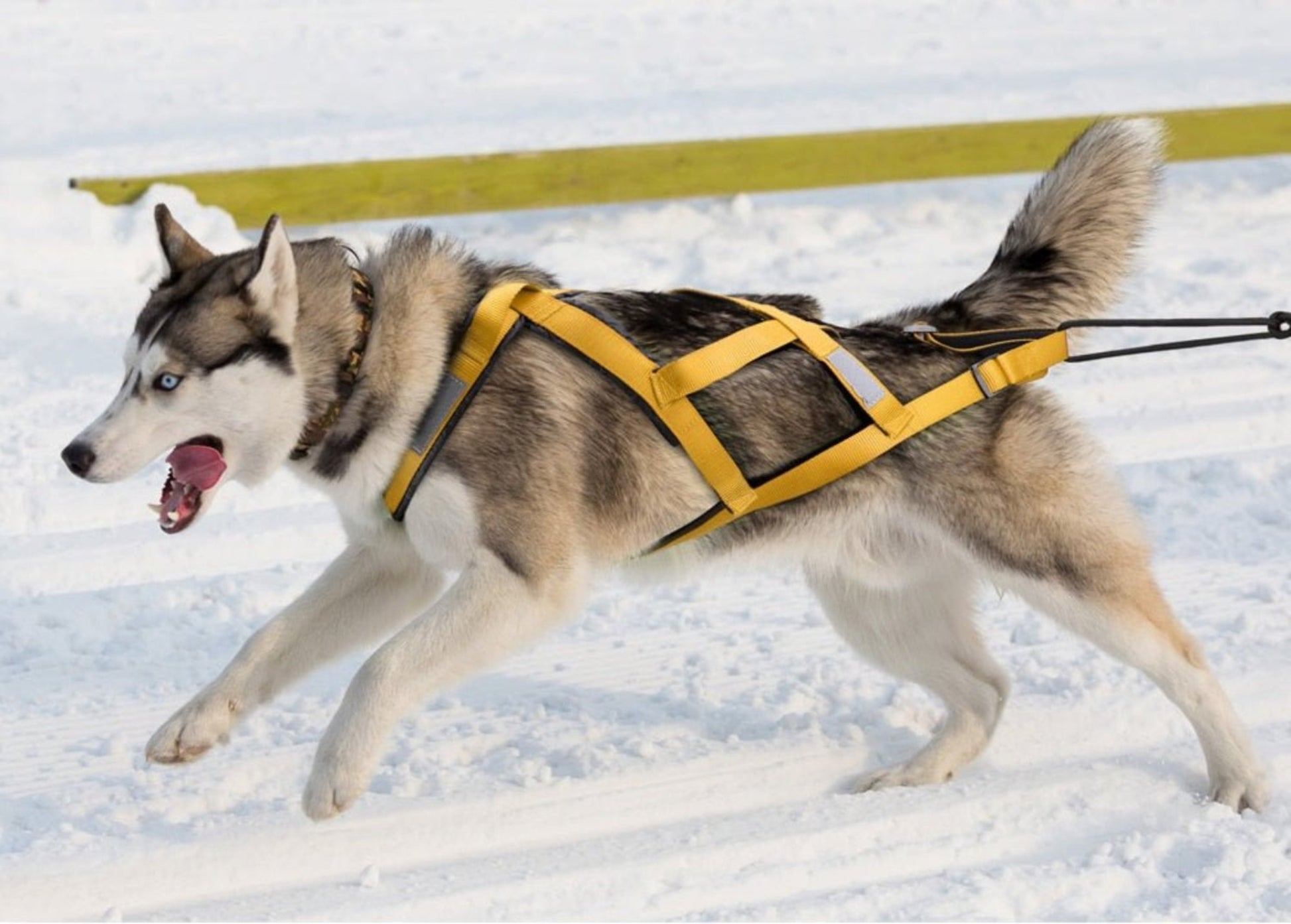 Waterproof Reflective Dog Harness for Sledding & Outdoor Adventures - Best Buddy